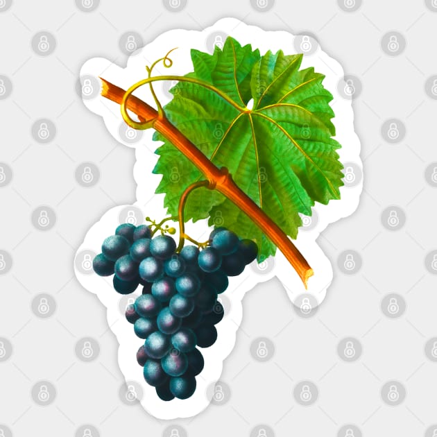 Bunch of grapes Sticker by Marccelus